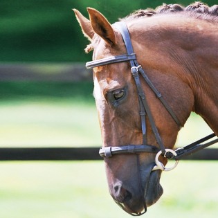 Protections de Nez Anti Encensement - Equilibrium