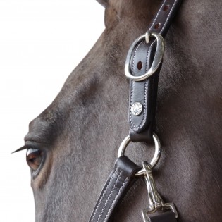 Licol en Cuir Doublé Renforcé Nylon - Canter