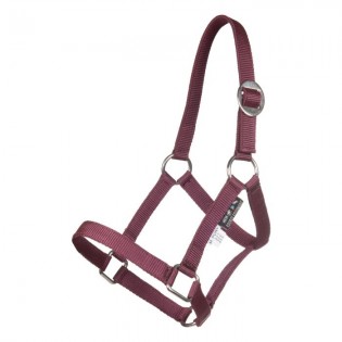 Licol Mini Shetty - HKM