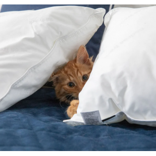 Oreiller - Back on Track