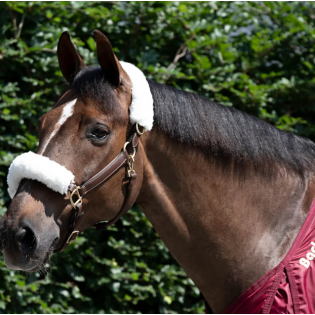 Ensemble Garnitures Licol - Back on Track