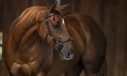 Bridon Rambo Micklem